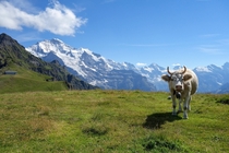 Cow relaxing in the alps 