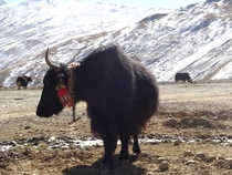 Cows and yows in the Tibetan Himalayas  x