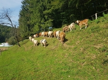 Cows in Slovenia
