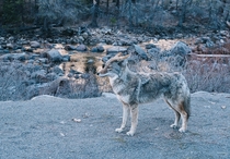 Coyote in Yosemite National Park 