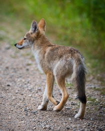 Coyote on the side of the road - Riding Mountain National Park 