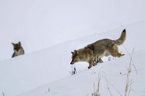Coyotes in Yellowstone National Park