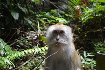 Crab-eating macaque in Penang 