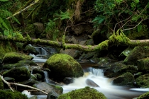 Creek in Ireland 
