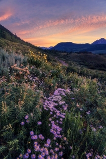 Crested Butte Wildflower Sunrise 