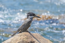 Crested Kingfisher Megaceryle lugubris - Large thickset kingfisher of fast-flowing streams in forested inland regions Kakragad Uttarakhand India Canon EOS D Mark II  EF-mm f-L IS II USM 