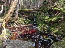 Crimson and Green - Franconia Notch State Park NH USA 
