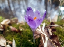 Crocus sativus 
