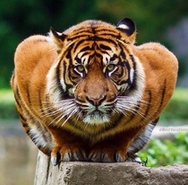 Crouching tiger 