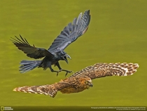 Crow chasing Owl Photo Chia Boon Oo Lawrence 