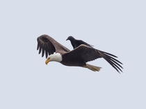 Crow Rides on the Back of a Bald Eagle photograph by Phoo Chan 