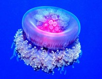 Crown Jellyfish Coronatae  - Imgur
