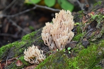 Crown-tipped coral fungus Clavicorona pyxidata 