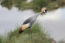 Crowned Crane cooling off at a waterhole in the Serengeti Tanzania 