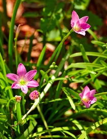 Cuban Rain Lily  Zephyranthes rosea 