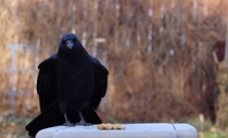 Curious Crow Corvus Brachyrhynchos Manitoba Canada