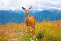 Curious deer at Olympic National Park Washington 