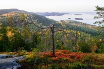 Curly old pine of Mkr on a colourful autumn evening Koli National Park Finland 