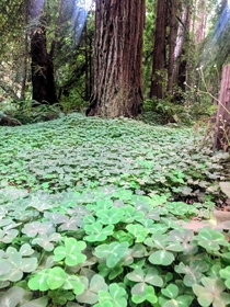Cute little clover patch among the beautiful giants in Big Muir Woods Mill Valley California 
