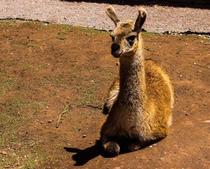 Cute vicuna enjoying a sunny day one of the animal sanctuaries in Sacred Valley Peru 