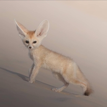 Cuteness overload Despite its appearance the fennec fox is a ferocious predator perfectly adapted for surviving in the harsh environment of the Sahara
