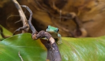 Cutest green gecko ive found in Wroclaw Zoo