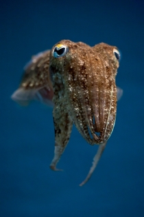 Cuttlefish Sepiida