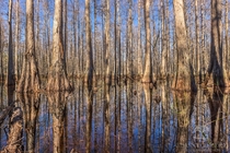 Cypress swamp reflections in central Florida 