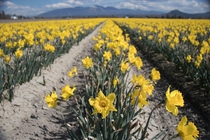 Daffodil Field In Mount Vernon WA 