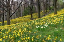 Daffodil Hill Lakeview Cemetery Cleveland Ohio - United States  x