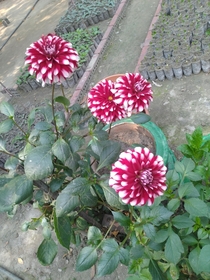 Dahlia pinnata flowers 