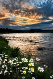 Daisies are out in Eastern Idaho - Island Park ID - 