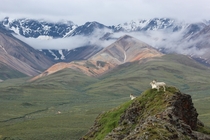 Dall Sheep in front of the Polychrome Mountains Denali National Park AK 