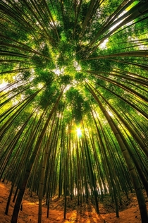 Damyang Bamboo Forest South Korea  Photo by Aaron Choi