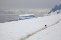 Danco Island Errera Channel Antartica 