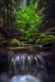 Dappled light illuminating this mesmerizing tree growing in the middle of a stream within the Mt Hood OR Wilderness 