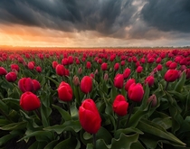 Dark storm clouds above a bright red tulip field in The Netherlands OC