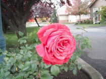 Dat Rose Rosa Rosaceae 