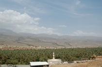 Date Palm Field Next to an Omani Village 