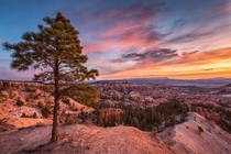Dawn at Sunrise Sunrise Point Bryce Canyon National Park Utah USA by Kirk Lougheed 