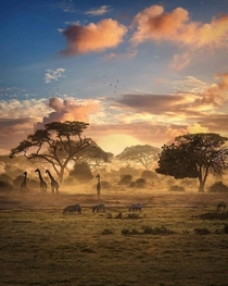Dawn on the savannah A truly majestic photo showing animals such as zebras and giraffes taken in Tarangire national park Tanzania