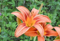 Daylily Hemerocallis blooming in the Cherokee National Forest Tennessee 