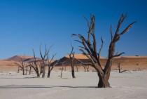 Dead acacia trees in Deadvlei Dead Marsh in Namibia 