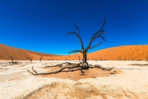 Dead Acacia trees in Deadvlei inside Namib-Naukluft Park Namibia  Frank Fuer