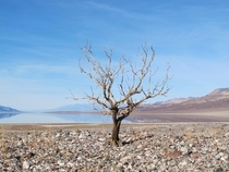 Death valley bonsai by Neil Peart 
