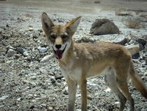 Death Valley Coyote 