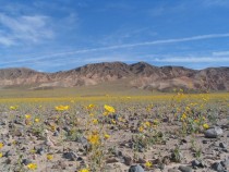 Death Valley field of gold  