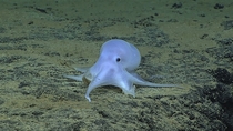 Deep Discoverer Discovers A Very Deep Ghostlike Octopod This ghostlike octopod is almost certainly an undescribed species and may not belong to any described genus Image courtesy of NOAA Office of Ocean Exploration and Research Hohonu Moana  