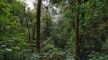 Deep Rain-forests of North East India   x 