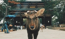 Deer at Todaiji Temple in Nara Japan 